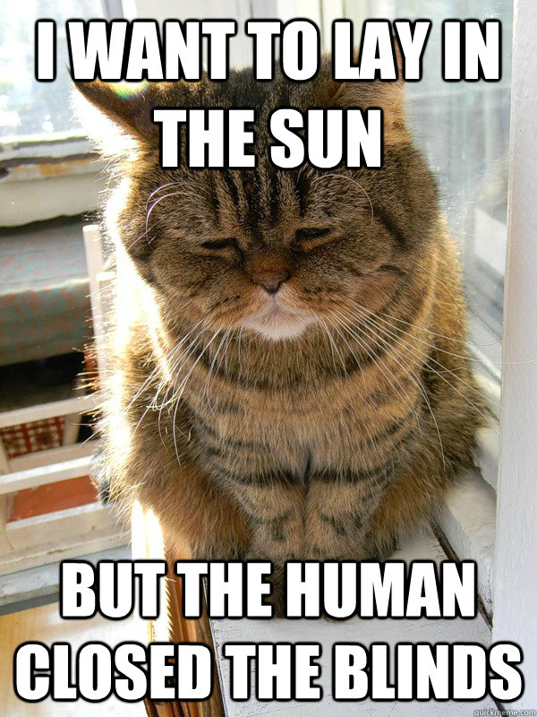 I want to lay in the sun But the human closed the blinds  First World Cat Problems