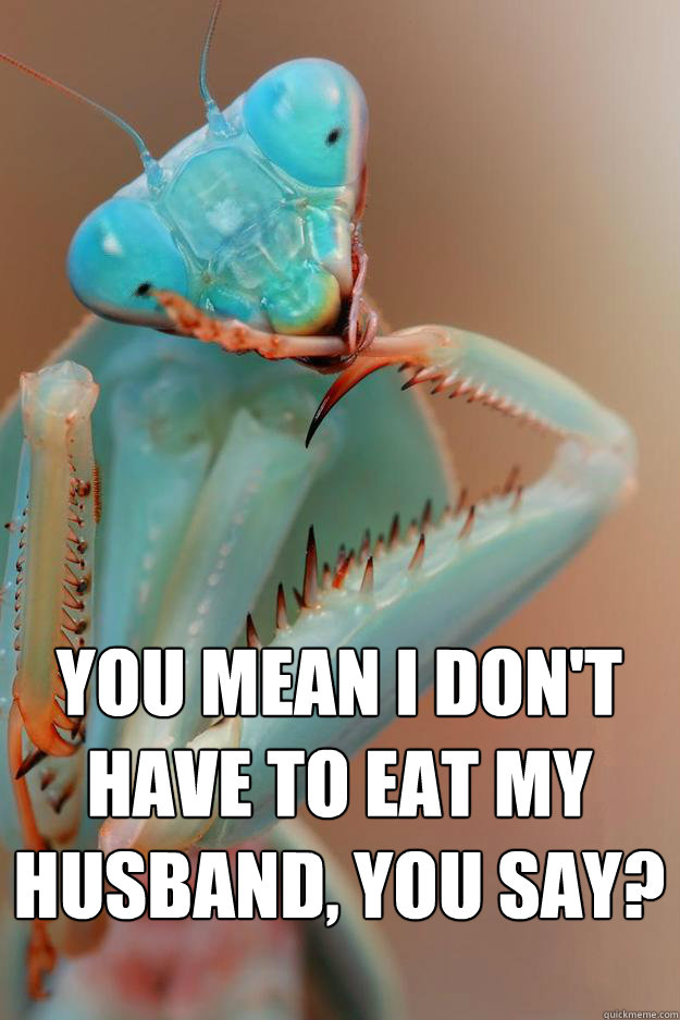You mean i don't have to eat my husband, you say?  Mating Mantis