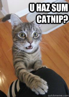 u haz sum catnip?  