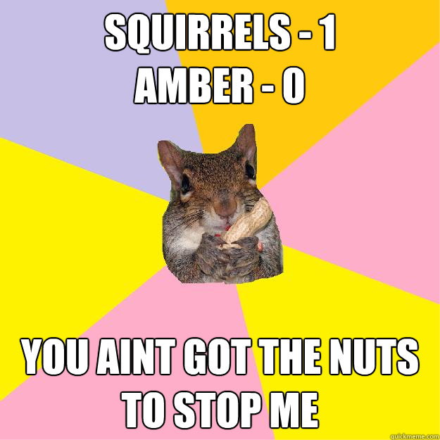 Squirrels - 1
Amber - 0 You aint got the nuts to stop me   Hypochondriac Squirrel