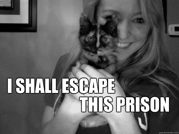 I shall Escape This prison  stare cat