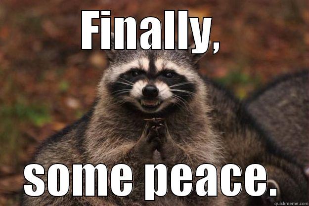 Finally, some peace. - FINALLY, SOME PEACE. Evil Plotting Raccoon