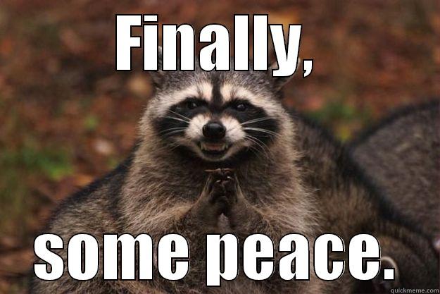 FINALLY, SOME PEACE. Evil Plotting Raccoon