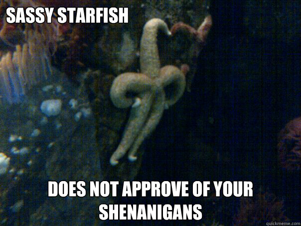 Sassy starfish does not approve of your shenanigans     Sassy Starfish