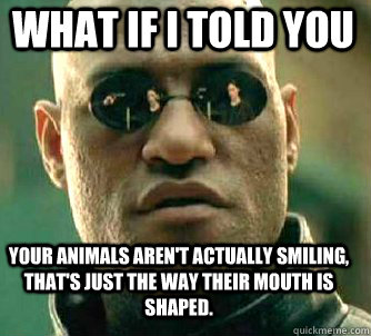 what if i told you Your animals aren't actually smiling, that's just the way their mouth is shaped.  Matrix Morpheus