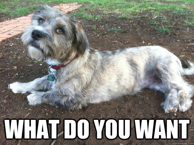 what do you want  Sassy Schnauzer