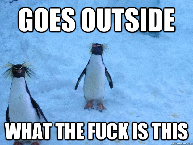Goes Outside What the fuck is this - Goes Outside What the fuck is this  Captive Penguin