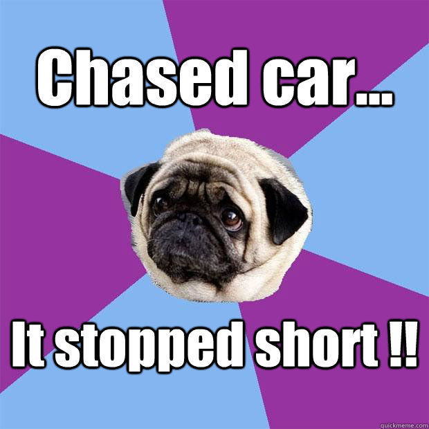 Chased car... It stopped short !! - Chased car... It stopped short !!  Lonely Pug