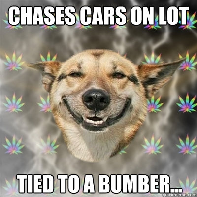chases cars on lot tied to a bumber...  Stoner Dog