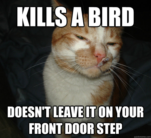Kills a bird doesn't leave it on your front door step  Cool Cat Craig