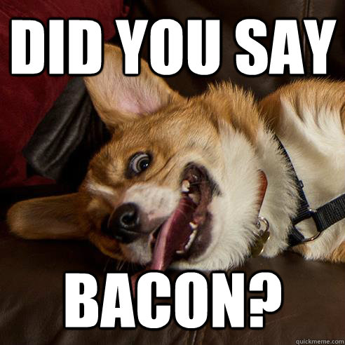 did you say bacon?  your dog on crack
