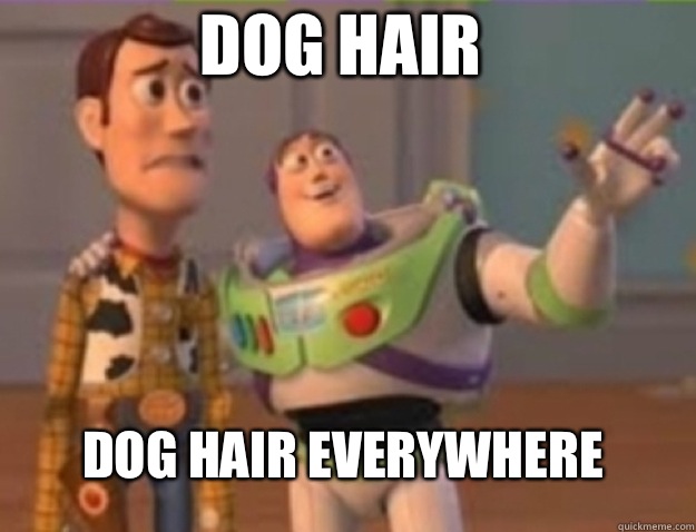 Dog hair Dog hair everywhere - Dog hair Dog hair everywhere  Misc