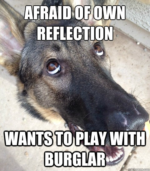 Afraid of own reflection Wants to play with burglar  