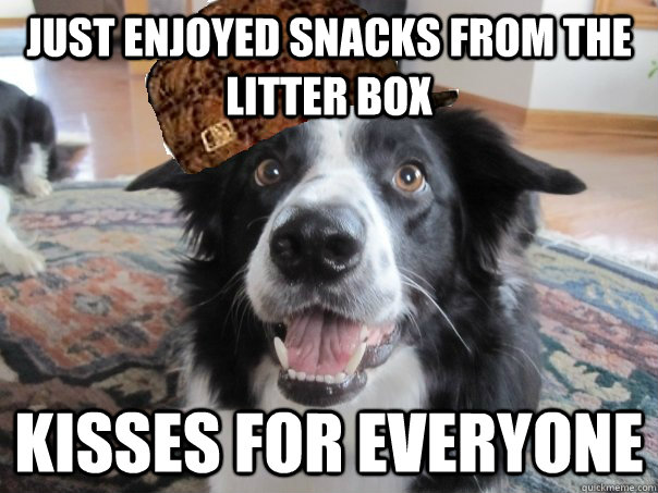 Just enjoyed snacks from the litter box Kisses for everyone  