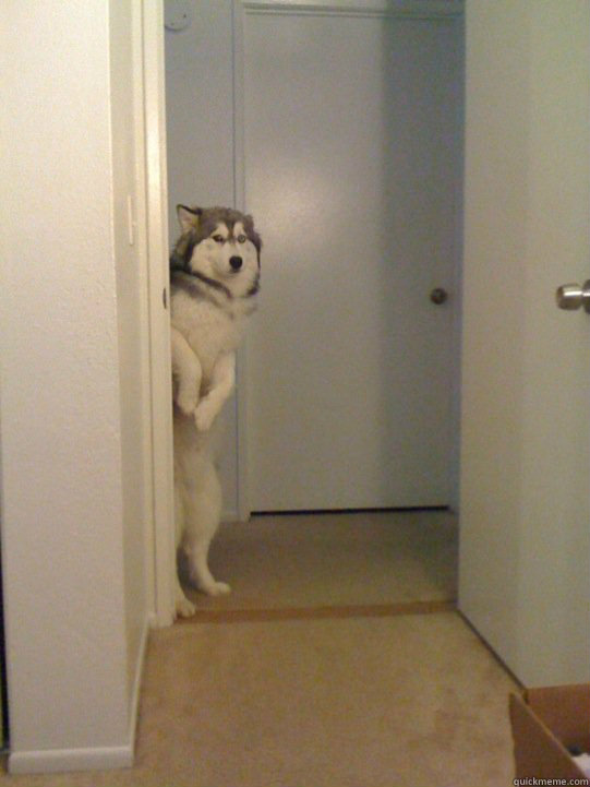    shame dog