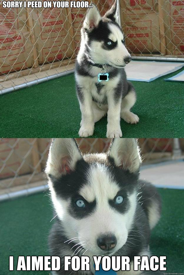 Sorry I peed on your floor... I aimed for your face  Insanity puppy
