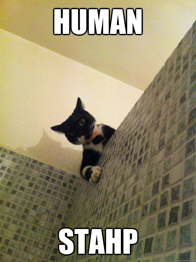 human stahp  Incredulous Cat