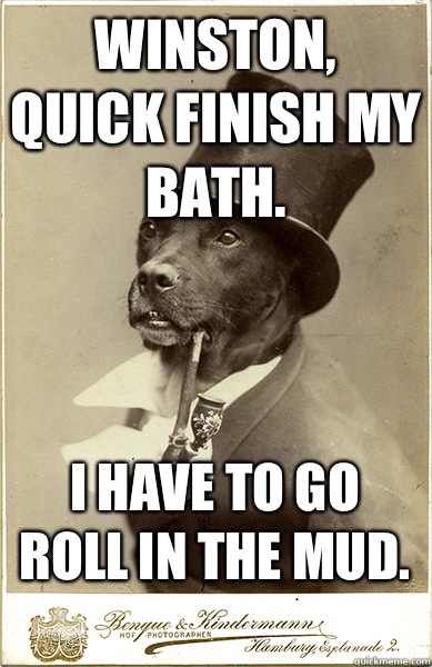winston, quick finish my bath.  I have to go roll in the mud.   Old Money Dog