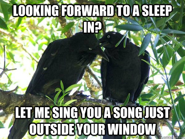 Looking forward to a sleep in? Let me sing you a song just outside your window - Looking forward to a sleep in? Let me sing you a song just outside your window  Misc