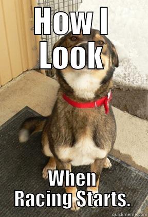 HOW I LOOK WHEN RACING STARTS. Good Dog Greg