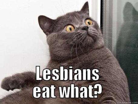 Scared Cat -  LESBIANS EAT WHAT? conspiracy cat