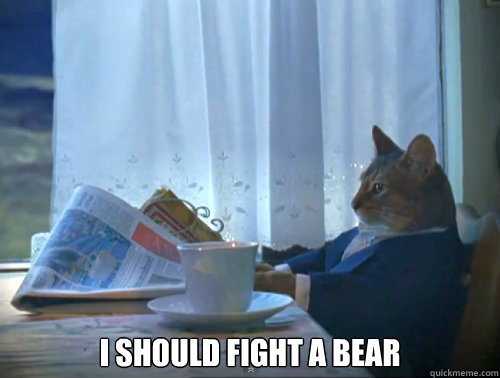  I should fight a bear  The One Percent Cat