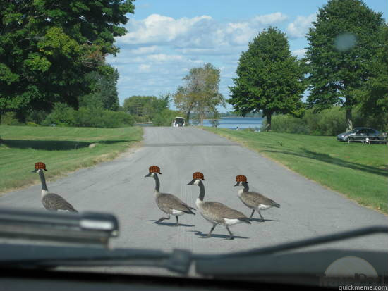     -      Scumbag Geese