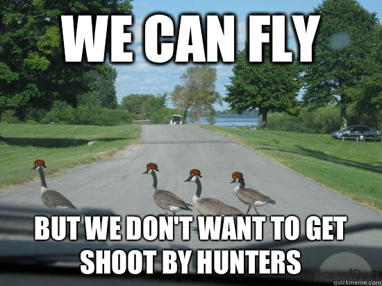 We Can Fly But We Don't Want To Get Shoot By Hunters  Scumbag Geese