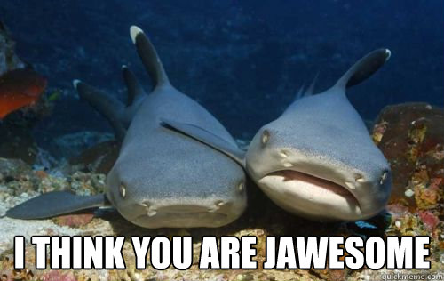  i think you are jawesome  Compassionate Shark Friend