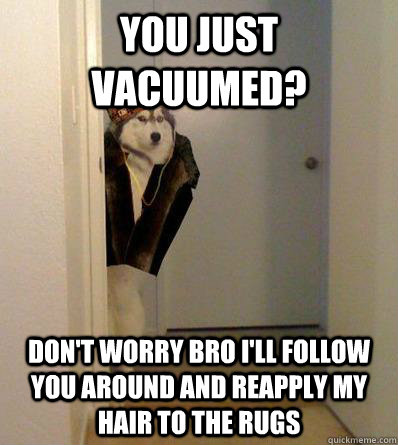 YOU JUST VACUUMED? DON'T WORRY BRO I'LL FOLLOW YOU AROUND AND REAPPLY MY HAIR TO THE RUGS - YOU JUST VACUUMED? DON'T WORRY BRO I'LL FOLLOW YOU AROUND AND REAPPLY MY HAIR TO THE RUGS  Scumbag dog