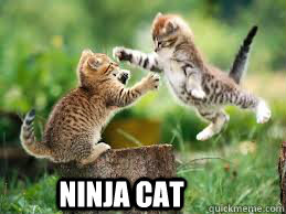 ninja cat  ninja cat