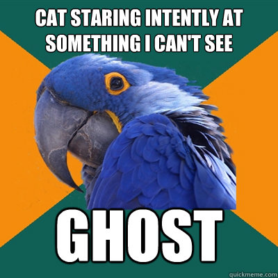 CAT STARING INTENTLY AT something i can't see ghost  Paranoid Parrot