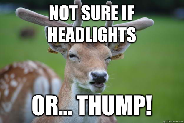 Not Sure if Headlights Or... Thump!  Deer Fry