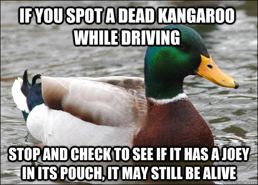 if you spot a dead kangaroo while driving stop and check to see if it has a joey in its pouch, it may still be alive - if you spot a dead kangaroo while driving stop and check to see if it has a joey in its pouch, it may still be alive  Actual Advice Mallard