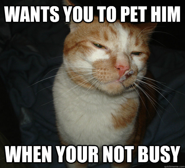 wants you to pet him when your not busy - wants you to pet him when your not busy  Cool Cat Craig
