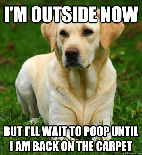 I'm outside now But I'll wait to poop until I am back on the carpet  Dog Logic