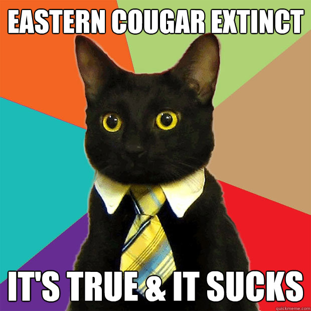 Eastern cougar extinct It's true & it SUCKS  Business Cat