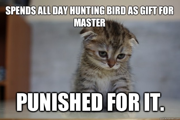 Spends all day hunting bird as gift for master Punished for it.  Sad Kitten