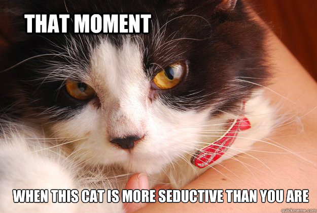 That moment when this cat is more seductive than you are  