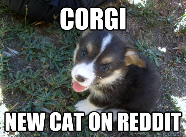 Corgi new cat on reddit  