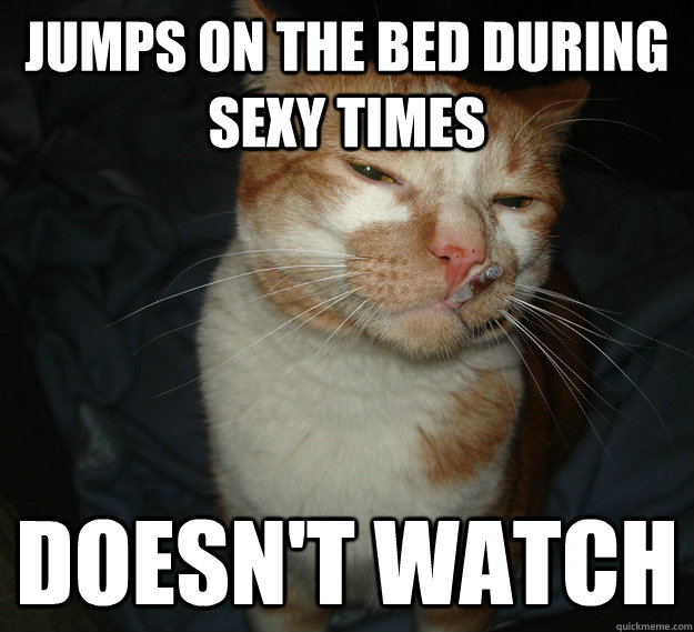 Jumps on the bed during sexy times doesn't watch  Cool Cat Craig