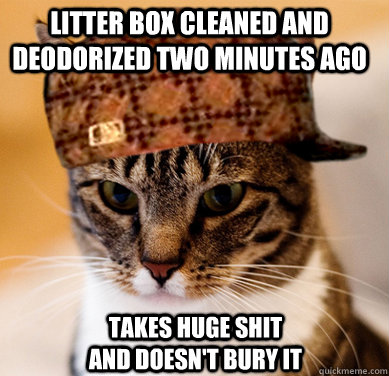 Litter box cleaned and deodorized two minutes ago Takes huge shit and doesn't bury it  Scumbag Cat
