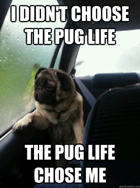 I didn't choosE the pug life the pug life chose me  Introspective Pug