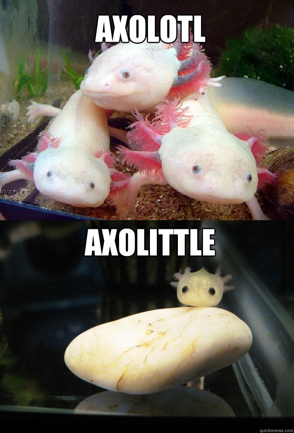 AXOLOTL AXOLITTLE  Axolotls