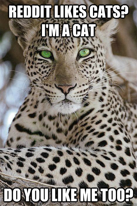 Reddit likes cats?  I'm a cat Do you like me too?  Jealous Leopard