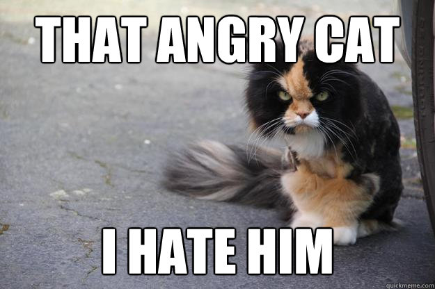 That angry cat I hate him  Angry Cat