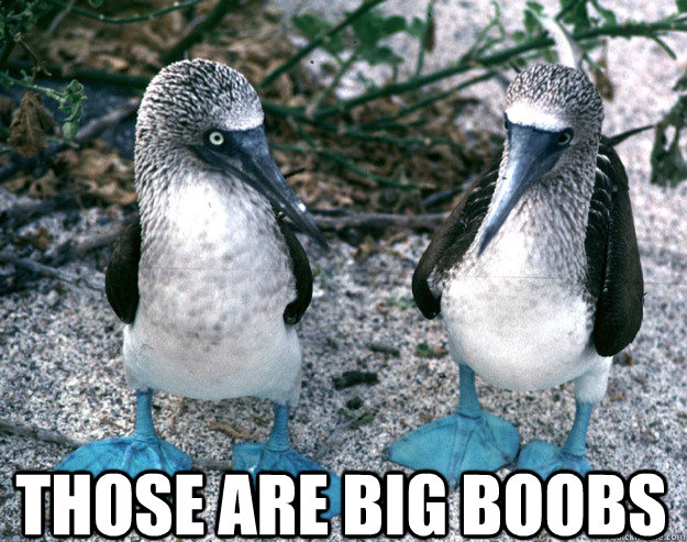  Those are big boobs -  Those are big boobs  Boobies