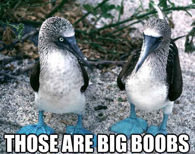  Those are big boobs  Boobies