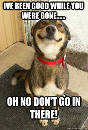 ive been good while you were gone...... oh no don't go in there!  Good Dog Greg