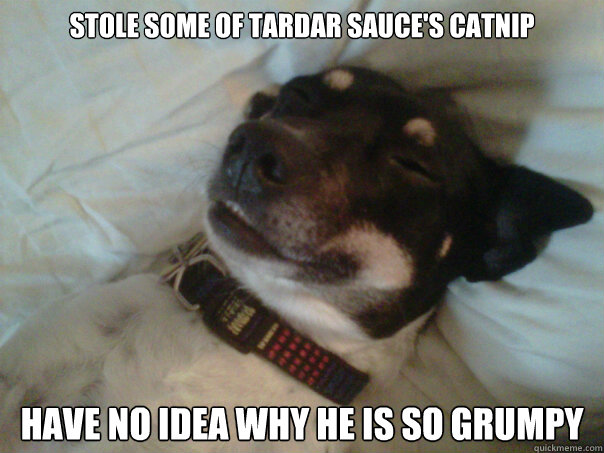 Stole some of Tardar Sauce's catnip have no idea why he is so grumpy - Stole some of Tardar Sauce's catnip have no idea why he is so grumpy  Stoner Dog